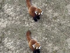 -青藏高原野生动物园