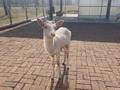 -千年银杏谷文化旅游区