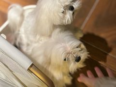 -LESCEDARS Brasserie Bistro香柏树