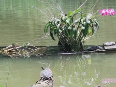 -深圳仙湖植物园