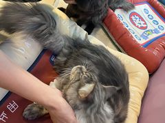 -十年猫舍·猫咪专门店(普陀店)