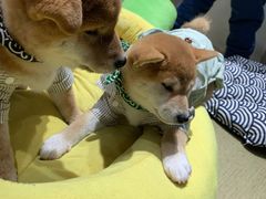 -逗柴咖啡屋·狗咖猫咖宠物桌游
