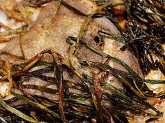 葱烤鸦片鱼头-老吉士酒家(天平路店)