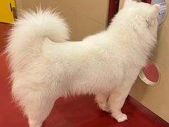 -和它·交个朋友·狗咖猫咖(爱琴海店)