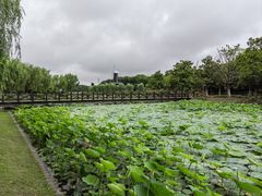 -上海鲜花港