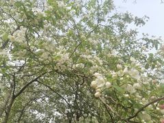 -元大都城垣遗址公园