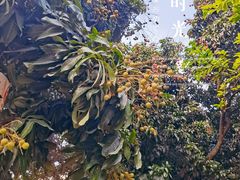 -光明刘冰乳鸽店(光明法政北路店)