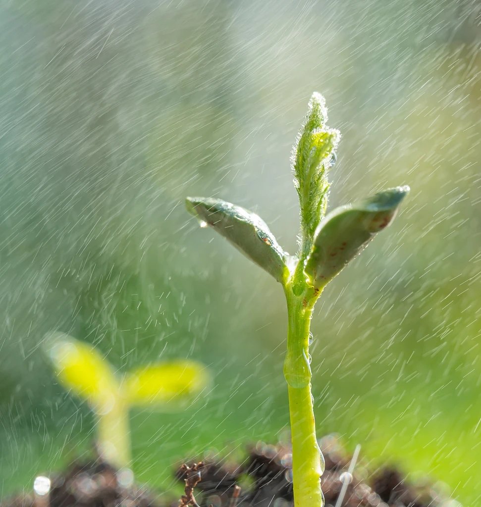 雨水节气植物变化图片