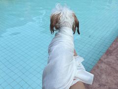 -帕帕拉兹宠物(亚洲旗舰店)