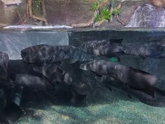 -太平洋海底世界