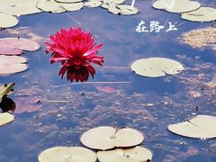 -莲花池公园