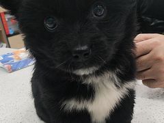 -安安宠医·臻爱宠物医院·宠保定点(营门口路分院)