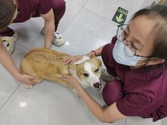 -中农大我爱我爱动物医院·核磁CT·猫病·24小时夜诊中心(石佛营店)