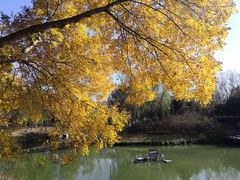 -大兴滨河森林公园