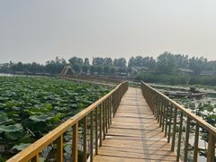 -白洋淀景区
