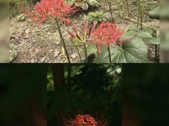-宜兴龙背山森林公园