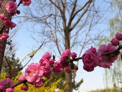 -大兴滨河森林公园