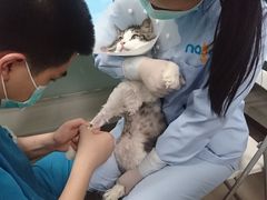 -纳吉亚猫专科动物诊疗中心(蒋宅口分院)