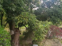 -张坝桂圆林公园