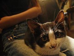 猫-爪哇空气酒吧