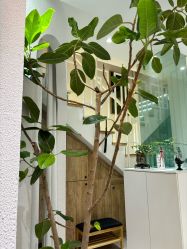 -薇薇安花系SPA