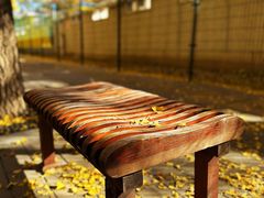 -三里屯东五街银杏大道