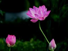 -四川大学(华西校区)