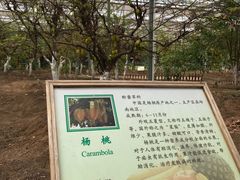 -上海都市菜园