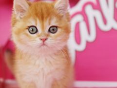 -翊宠yipet猫狗购宠庄园