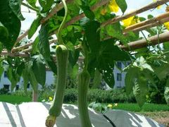 -南汇水蜜桃采摘(大团店)