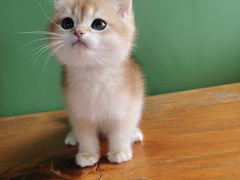 -东方名猫馆·英短金渐层布偶猫舍(环线广场1号楼店)