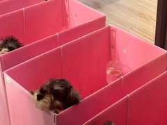 -翊宠yipet猫狗购宠庄园犬舍•猫舍