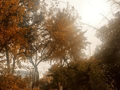 -猫姑娘大盘鸡(商城路店)