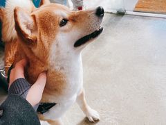 -the rug 飞毯 (朝阳公园店)