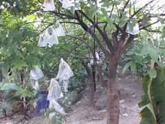 杨桃树-杨桃公园