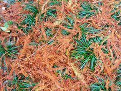 -杭州半山国家森林公园