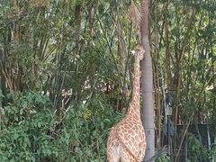 -广州长隆野生动物世界