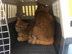 -美联众合动物医院(·中兽医·疑难杂症·严家桥分院)