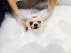 -MOLLY'S萌宠生活馆