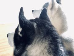 -Husky Go! 哈士奇体验馆·宠物咖啡厅狗咖