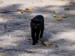 -合肥滨湖国家森林公园