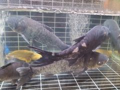 -小厨娘淮扬菜(天印大道店)