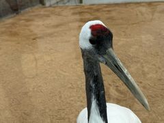 -盐城丹顶鹤湿地生态旅游区