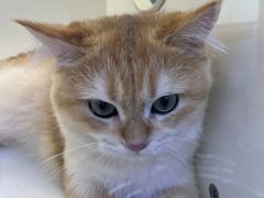 -小猫来了·猫舍(红山六九七九店)