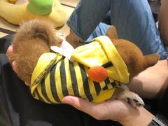 -逗柴咖啡屋·狗咖猫咖宠物桌游