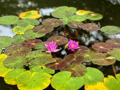 -国家植物园南园