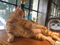 -more than meow吴止猫主题餐厅(承德 中船汇店)