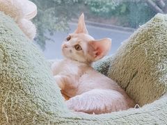 -十年猫舍·猫咪专门店(普陀店)