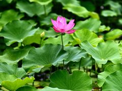 -上海辰山植物园