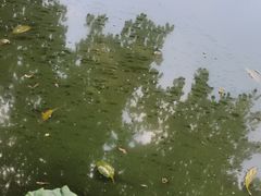 -观澜山水田园